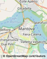 Piante e Fiori - Dettaglio Mantova,46100Mantova