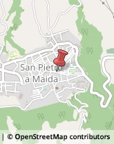 Piante e Fiori - Dettaglio San Pietro a Maida,88025Catanzaro