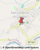 Piante e Fiori - Dettaglio San Lorenzo in Campo,61047Pesaro e Urbino
