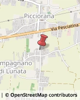 Piante e Fiori - Dettaglio Lucca,55100Lucca