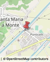 Animali Domestici - Toeletta Santa Maria a Monte,56020Pisa