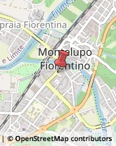Piante e Fiori - Dettaglio Montelupo Fiorentino,50056Firenze