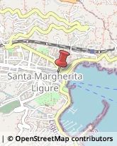 Piante e Fiori - Dettaglio Santa Margherita Ligure,16038Genova