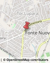 Piante e Fiori - Ingrosso Fonte Nuova,00013Roma