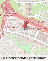 Pollame, Conigli e Selvaggina - Dettaglio Roma,00173Roma