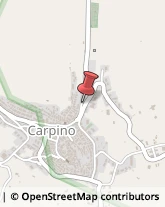 Piante e Fiori - Dettaglio Carpino,71010Foggia