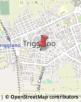 Via Michele Tridente, 42,70019Triggiano