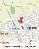 Aziende Agricole Triggiano,70019Bari