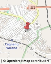 Piante e Fiori - Dettaglio Cagnano Varano,71010Foggia