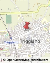 Aziende Agricole Triggiano,70019Bari