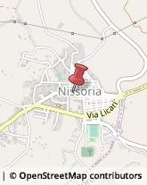 Piante e Fiori - Dettaglio Nissoria,94010Enna