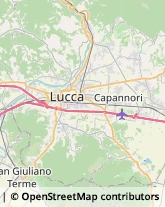 Omeopatia Capannori,55100Lucca