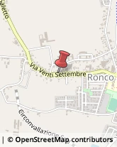 Bestiame - Allevamento e Commercio,37055Verona