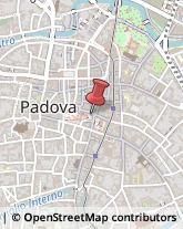 Piante e Fiori Artificiali - Dettaglio Padova,35122Padova