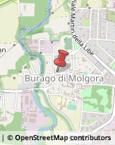 Piante e Fiori - Dettaglio Burago di Molgora,20871Monza e Brianza