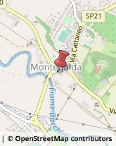 Piante e Fiori - Dettaglio Montegalda,36047Vicenza