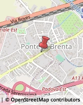 Piante e Fiori - Dettaglio Padova,35129Padova
