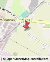 Piante e Fiori - Dettaglio Torino,10137Torino
