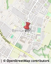 Piante e Fiori - Dettaglio Bernareggio,20881Monza e Brianza