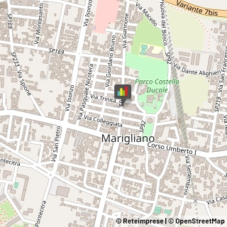 Piante e Fiori - Dettaglio Marigliano,80034Napoli