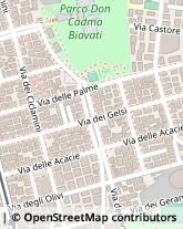 Viale delle Orchidee, 16,00171Roma