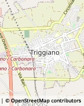 Via Michele Tridente, 42,70019Triggiano