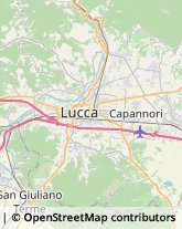 Autotrasporti,55100Lucca