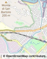 Strada Adriatica, 76,61121Pesaro