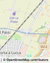 Via di Gello, 73,56123Pisa