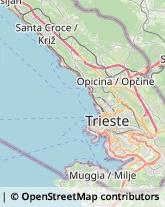 Pediatri - Medici Specialisti Trieste,34151Trieste